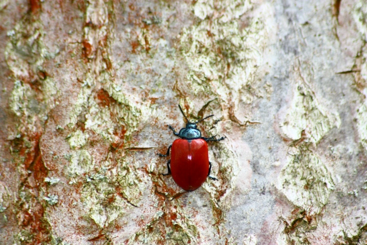 Chrysomela populi?